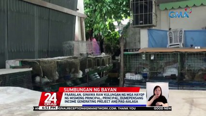 Paaralan, ginawa raw kulungan ng mga hayop ng mismong principal; principal, dumepensang income generating project ang pag-aalaga | 24 Oras