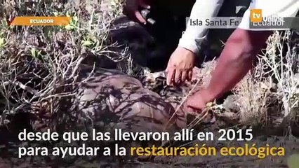 Galápagos: Trasladan a las tortugas gigantes