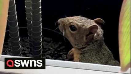 Squirrel causes chaos in US office hiding in plant pots and running from room to room for six hours