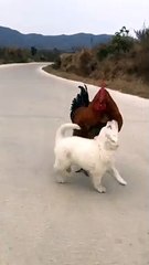 Funny Dog videos | Funny Pet Videos | Hahah dont laught challenge Funny Tik Tok Video Lolz
