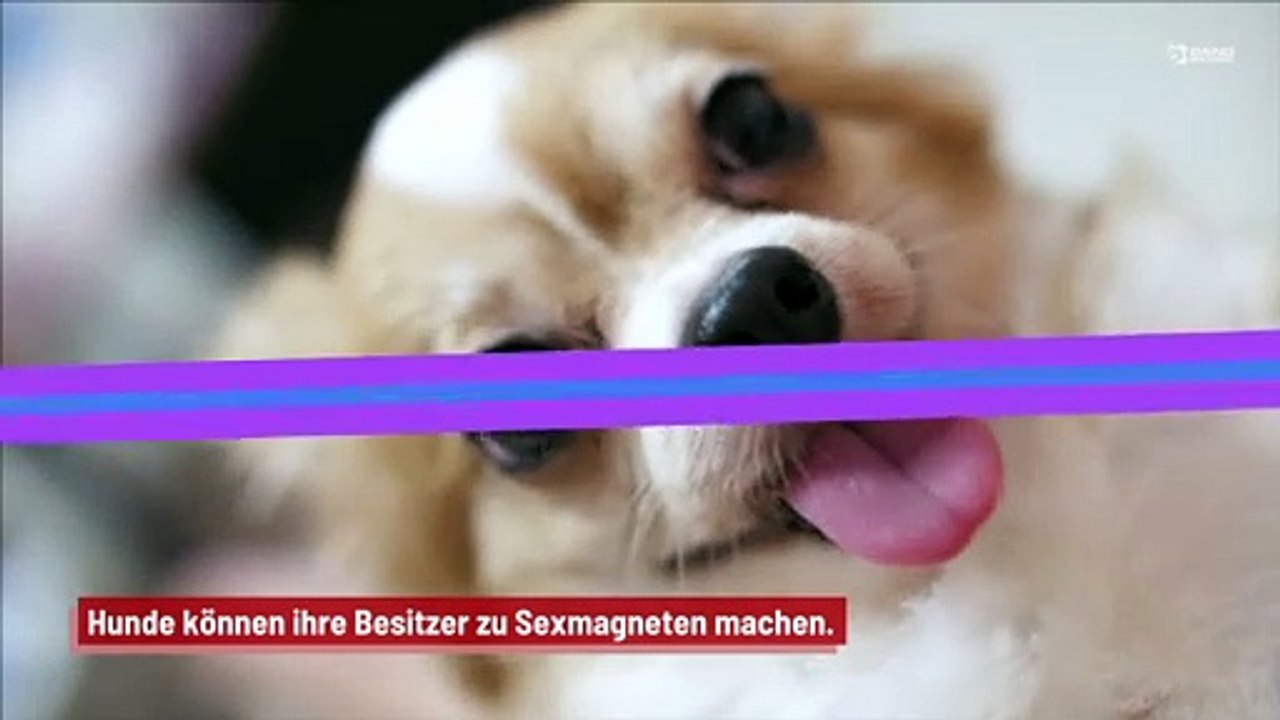 Hunde können Besitzern helfen, Liebe zu finden