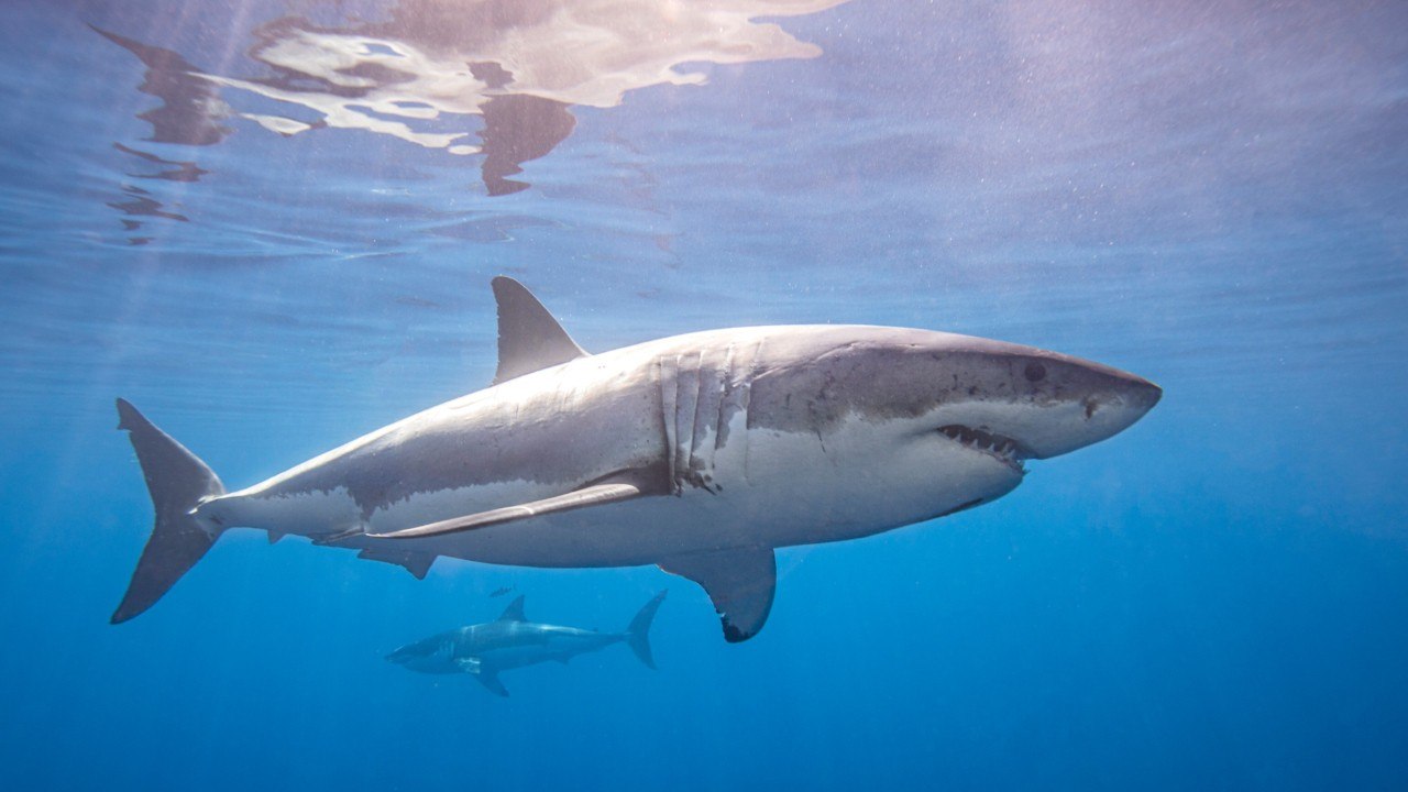 Gefahr aus der Tiefe: So sollten Sie sich bei einem Hai-Angriff verhalten