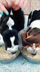 Animal Funny Videos: Funny Animal's | Thug Tohid #shorts