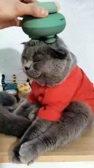 Animal Funny Videos: Funny Animal's | Thug Tohid #shorts