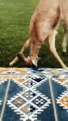 Animal Funny Videos: Funny Animal's | Thug Tohid #shorts