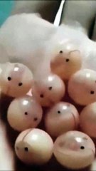 Animal Funny Videos: Funny Animal's | Thug Tohid #shorts