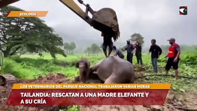 Tailandia: rescatan a una madre elefante y a su cría