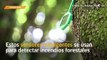 Italia: utilizan sensores para detectar incendios forestales