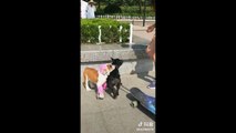 Tik Tok Puppies  Cute and Funny Dog Videos Compilation 2022