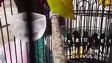 Burung Love Bird Kompilasi -  Cililin,Gereja,Tengkek Jenggot,Ciblek