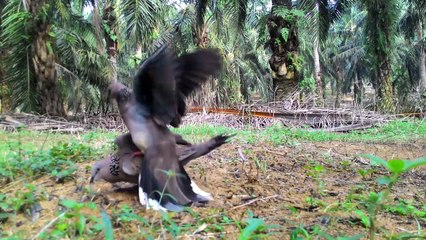 Cara Pikat Burung Tekukur