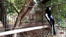 Burung Kacer Muda Belajar Kicau