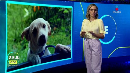 Regulación de refugios de animales sólo es apoyada por dos senadores