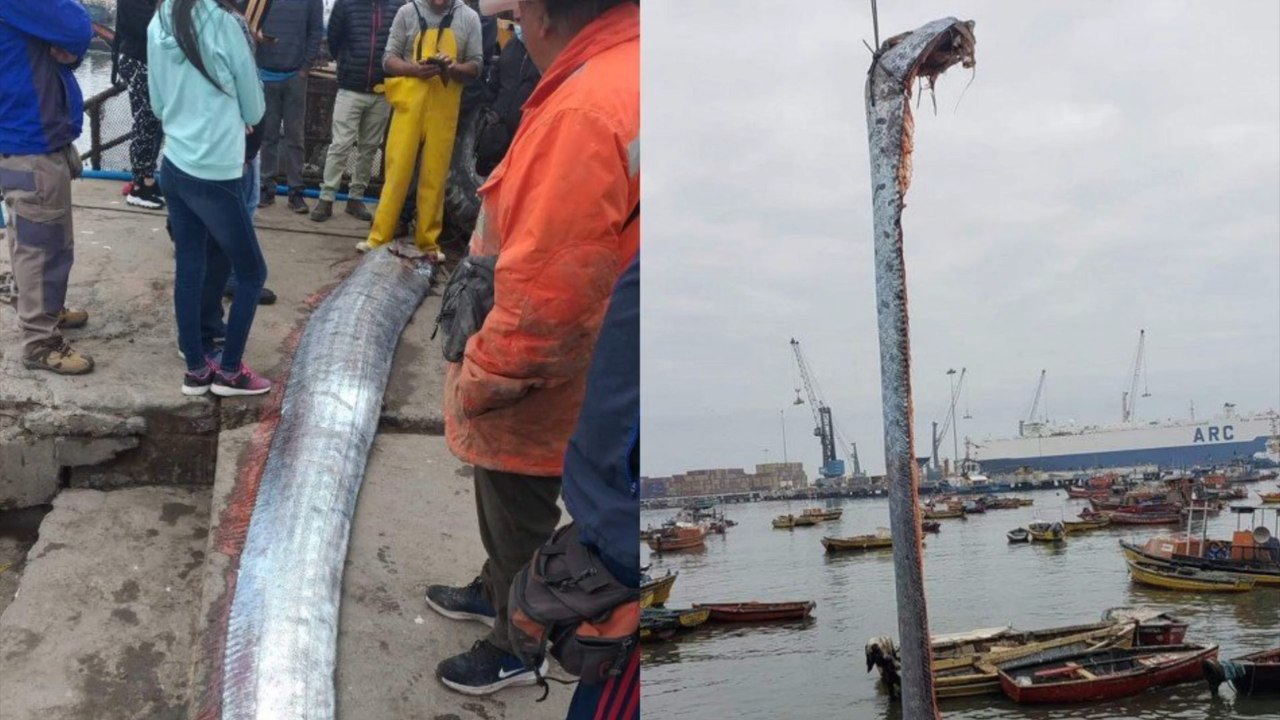 Chile: Fischer fangen fünf Meter langen Riemenfisch