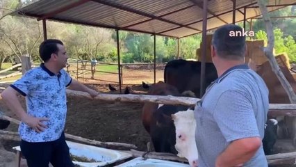 Manisalı Besici: "Yem Parasının Hakkından Gelemedik"