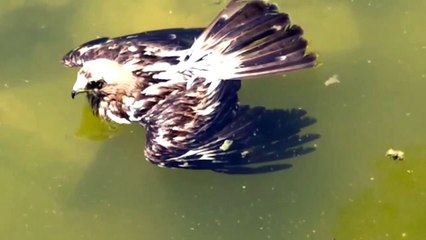 Águila atrapada en una alberca en la Sierra de Córdoba