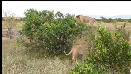 Fight between Lions, Very dangerous