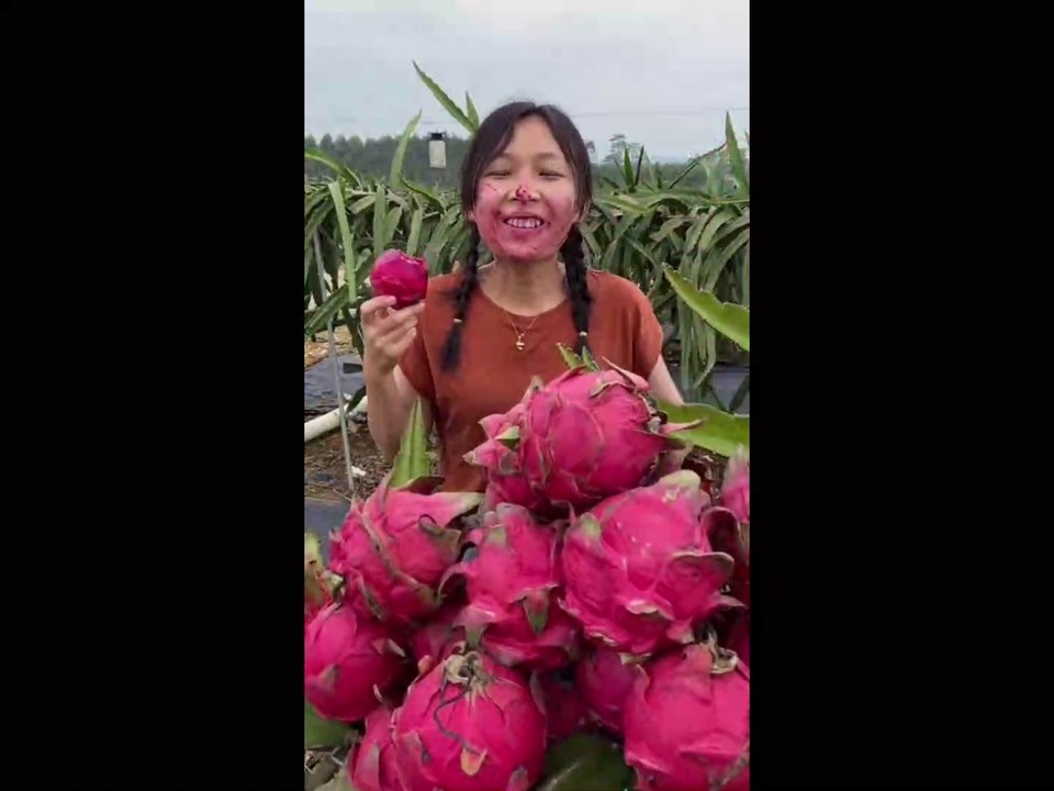Chinese Woman Fruits Gardening  Wow Amazing  Lovely Fruits Channel