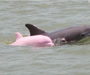 Las cámaras captaron un delfín Rosa en Estados Unidos