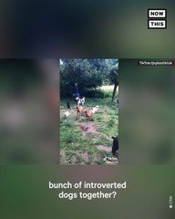 Video of Introverted Dog Meetup Goes Viral