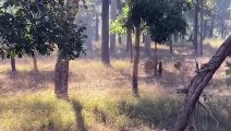 Impala Horns Too Scary Tiger Ambush Impala And The Unexpected Buffalo Warthog Fight Back Tiger