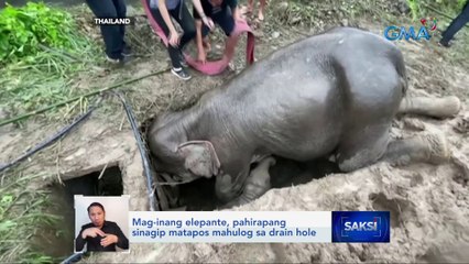 Mag-inang elepante, pahirapang sinagip matapos mahulog sa drain hole | Saksi