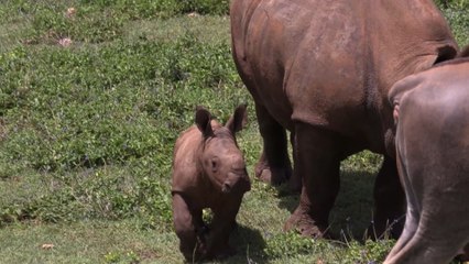 Ale, el bebé rinoceronte blanco que nació en el Zoológico Nacional de La Habana