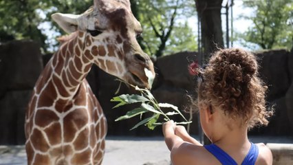 This Zoo's New Giraffe Experience Is the Therapy Session Visitors Didn't Know They Needed