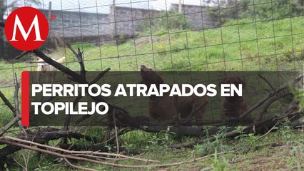 Download Video: Perros quedan atrapados en predio donde sucedió balacera en Topilejo