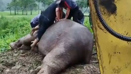 Watch: How officials revived elephant by performing CPR