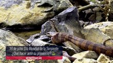 Día Mundial de la Serpiente