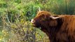 Highland Cattle, Biggest Cattle Breeds In The World - Biggest Cows & Bulls!