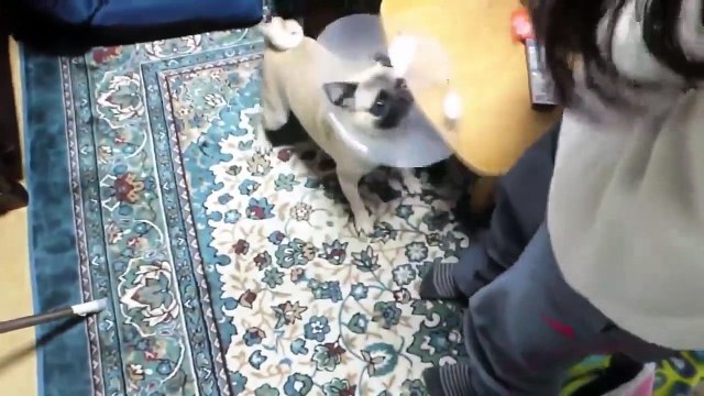 TOP 10 dog barking videos compilation 2022 ♥ Dog barking sound - Funny dogs