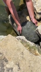 Stuck Turtle Rescued from Rocks and Released