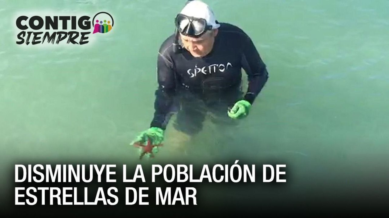 Disminuye la población de estrellas de mar en Sucre – Contigo Siempre