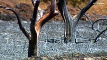 Feuerbrunst wie nie zuvor: Waldbrände wüten in Südeuropa