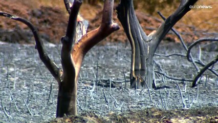 Feuerbrunst wie nie zuvor: Waldbrände wüten in Südeuropa