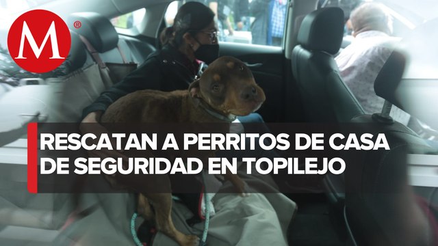 Ingresan a predio de balacera en Topilejo para rescatar a perritos atrapados
