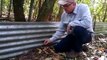 Professor de zoologia da UnB mostra funcionamento de armadilha, no Jardim Botânico, com lagarto