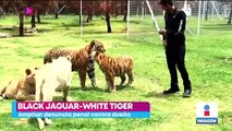 Amplían denuncia penal contra el dueño de Black Jaguar-White Tiger