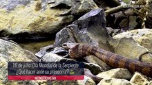 Día Mundial de la Serpiente