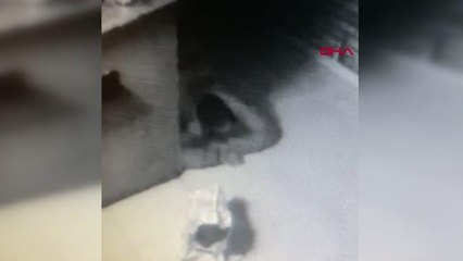 Son dakika haber | KAMERALARA YAKALANMAMAK İÇİN SÜRÜNDÜ