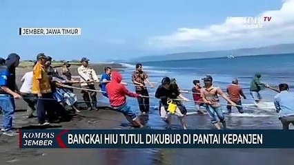 Nelayan Diminta Tidak Memakan Daging Hiu Mati Terdampar di Pantai