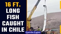 16 ft. long fish caught in Chile, locals term it as bad omen for earthquakes | Oneindia News *news