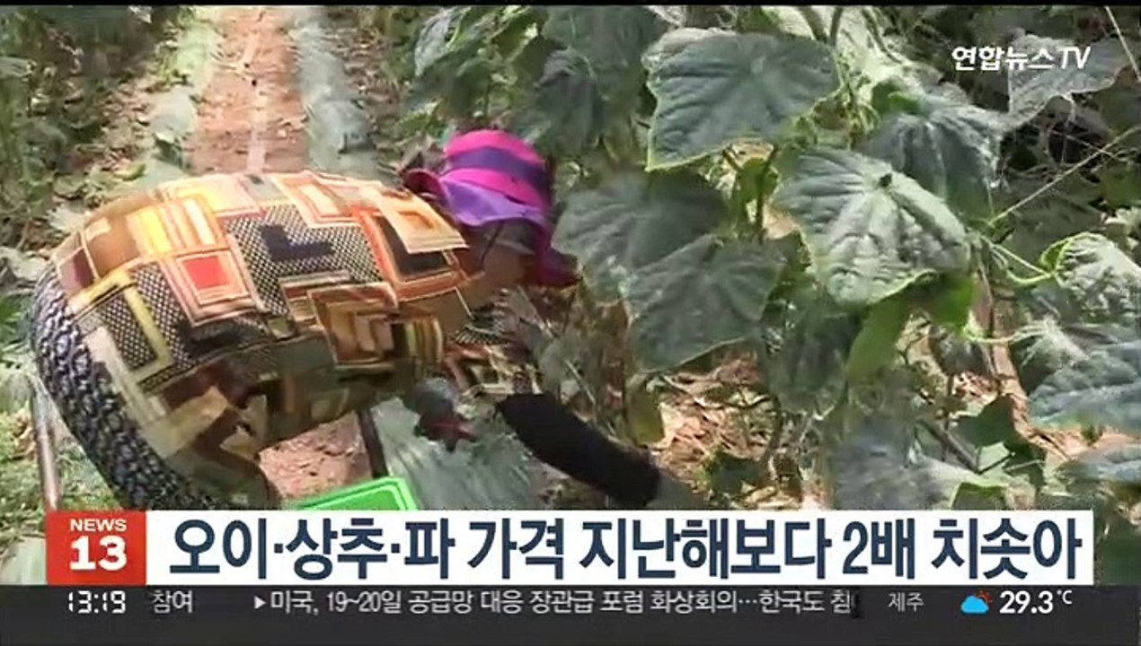 오이·상추·파 가격 지난해보다 2배 치솟아