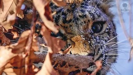 The tiger cub fell through the ice and was doomed to death. But suddenly......