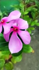 Ant playing with flowers #natural#shorts