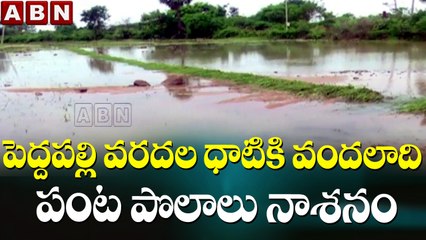 పెద్దపల్లి వరదల ధాటికి వందలాది పంట పొలాలు నాశనం || Telangana || Pedpadalli || ABN Telugu