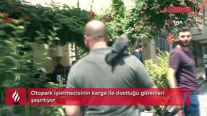 Otopark işletmecisinin karga ile dostluğu görenleri şaşırtıyor