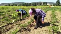 Engelli bireyler uygulamalı bahçede sebze yetiştiriyorlar